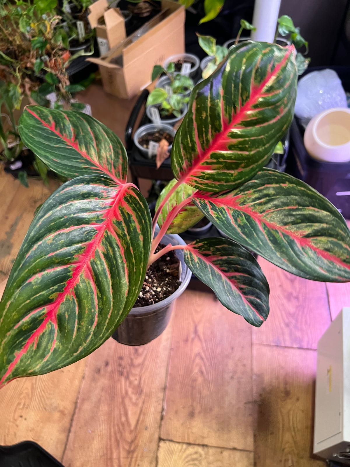 Aglaonema Red Borju