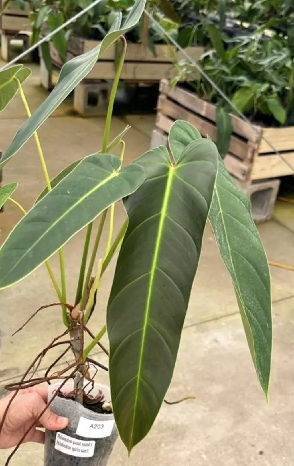 Philodendron Quelali Round x Phil. Spirit Sancti live philodendron from Mulliken Nursery