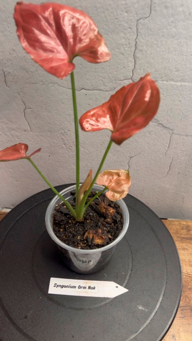 Syngonium Orm Nak