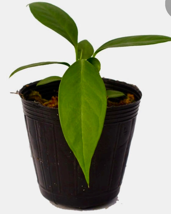 Anthurium Pallidiflorum Guayusa