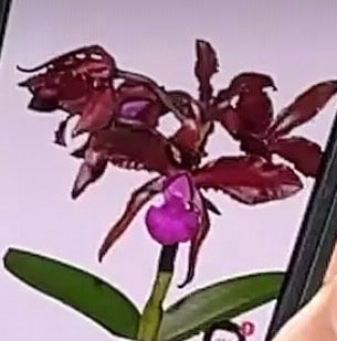 Orchid Laeliocattleya Eduardo Andrade live orchid from Mulliken Nursery