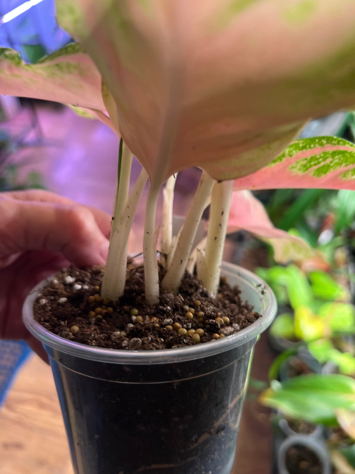 Aglaonema Red Panama