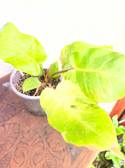 Philodendron Snowdrift