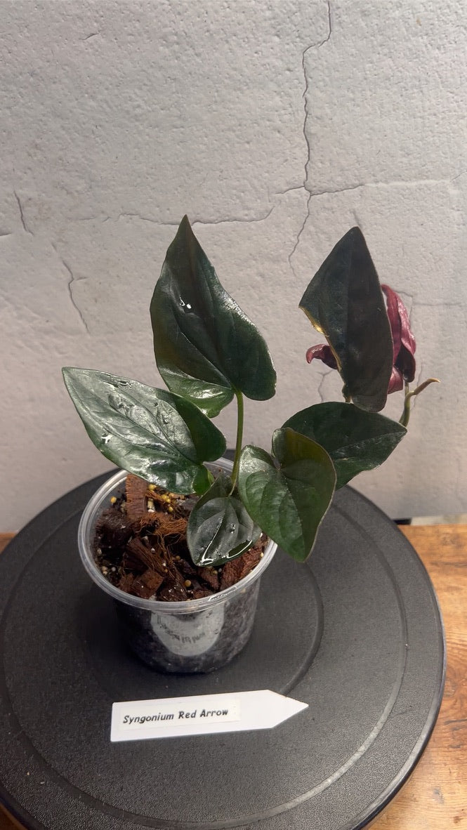 Syngonium Red Arrow