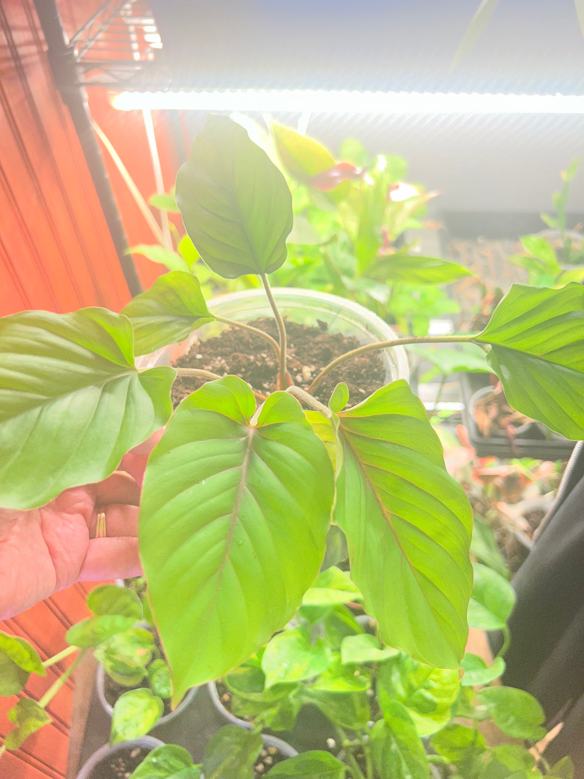 Adelonema Red Velvet