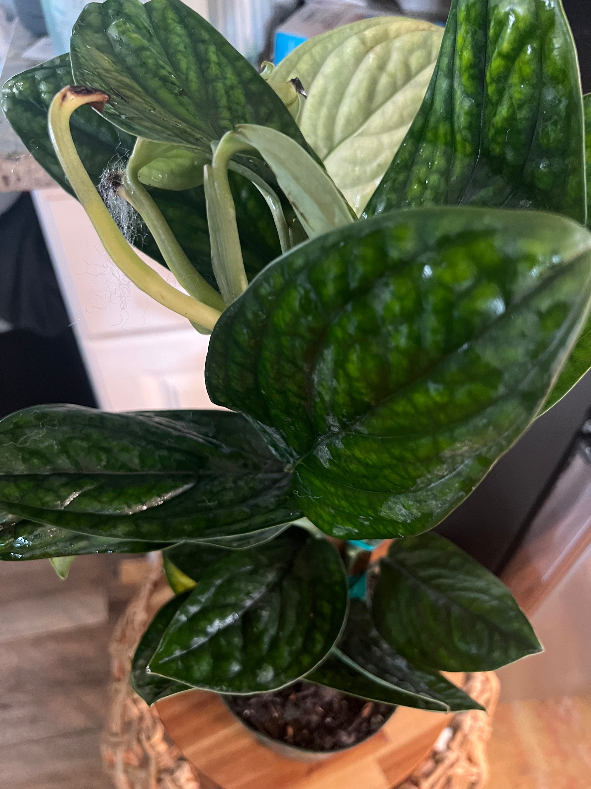Monstera Peru