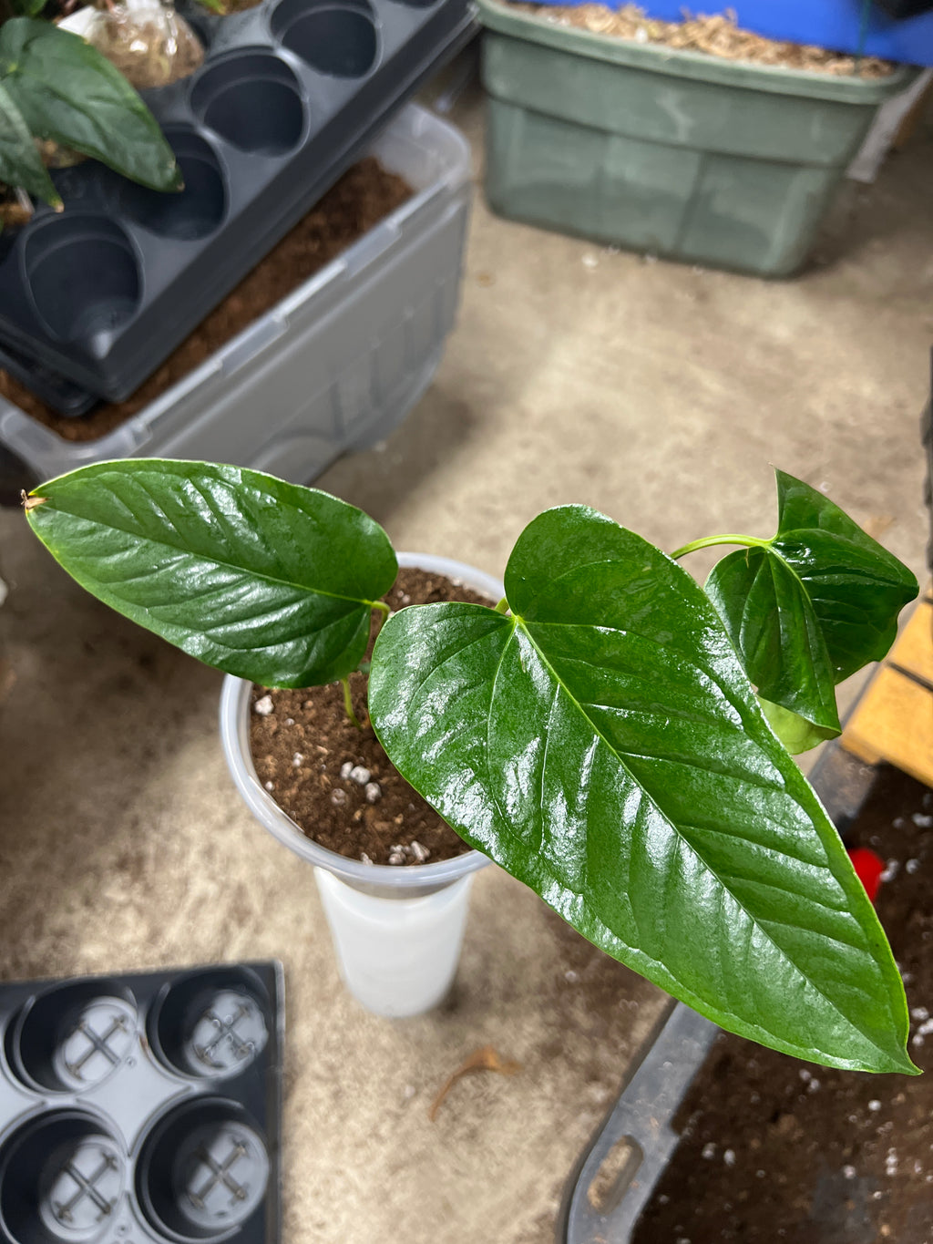Anthurium Brownii live plant foliage and detail view 3