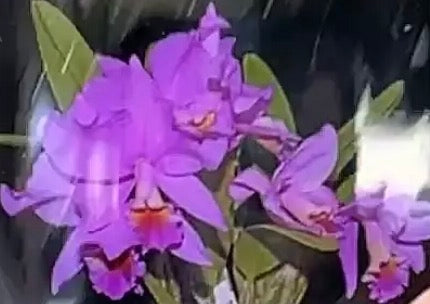 catleanthe memoria Velasquez