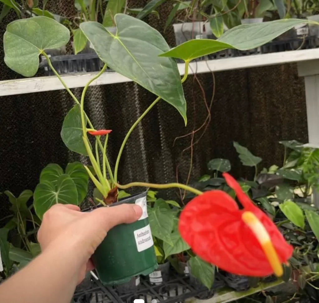 Anthurium Andreanum