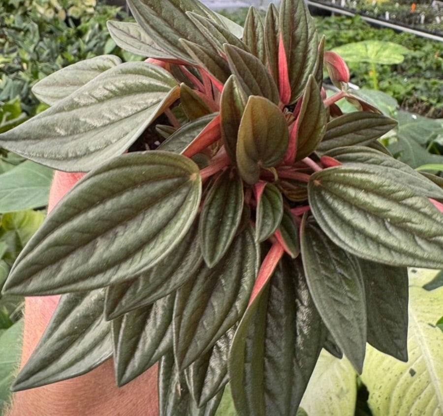 Peperomia Rosso live peperomia from Mulliken Nursery