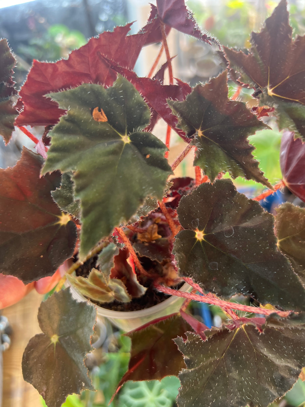Begonia 'Black Velvet' live plant foliage and detail view 2