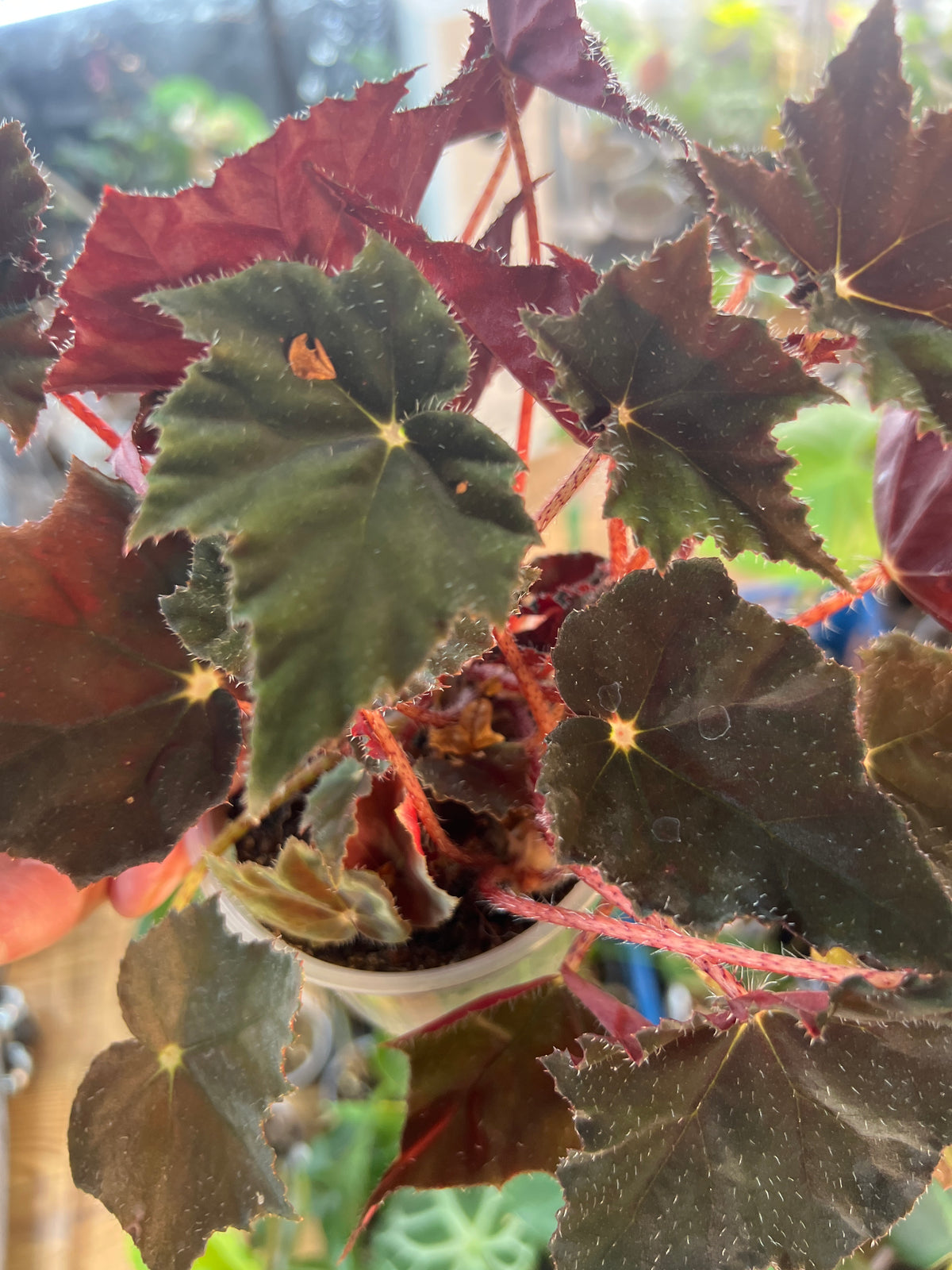 Begonia 'Black Velvet' live plant foliage and detail view 2