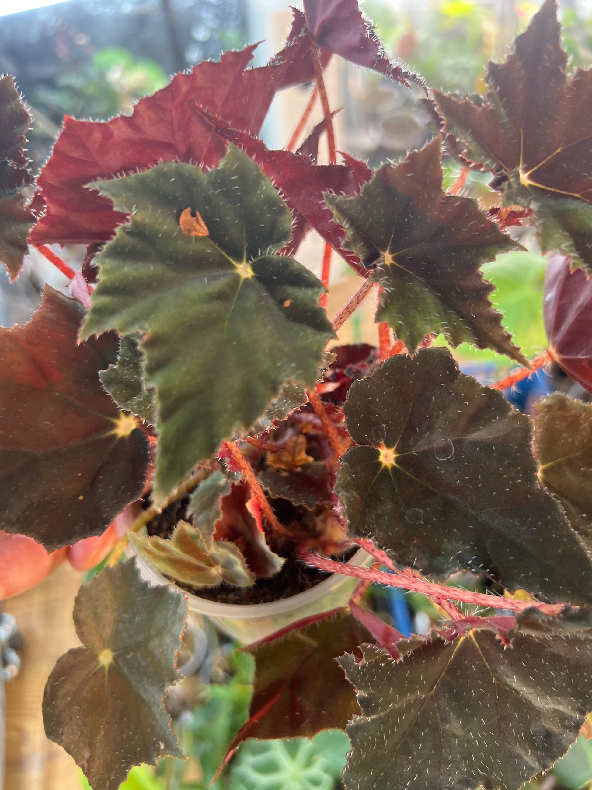 Begonia 'Black Velvet' live plant foliage and detail view 2