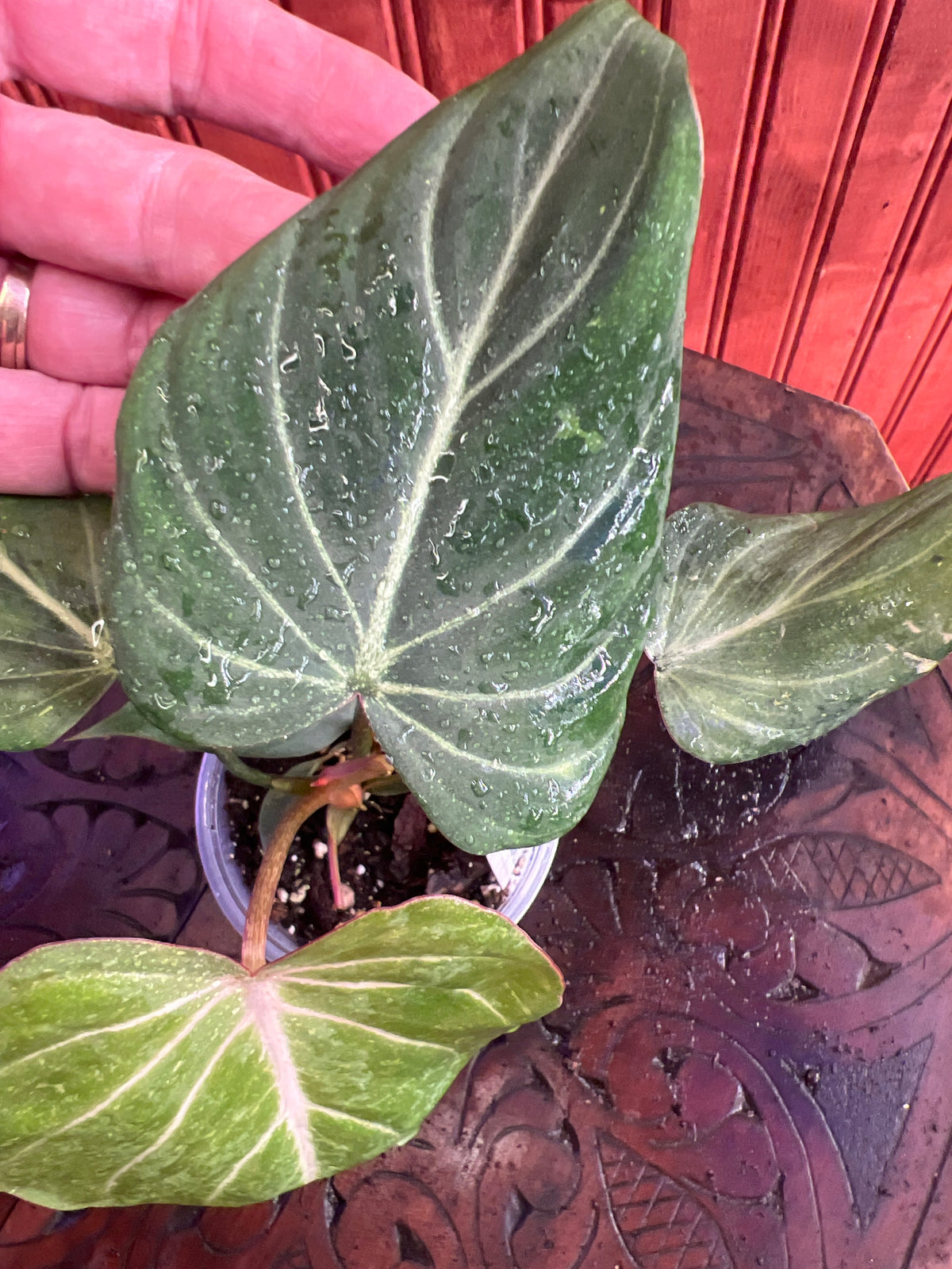 Philodendron Gloriosum Dark