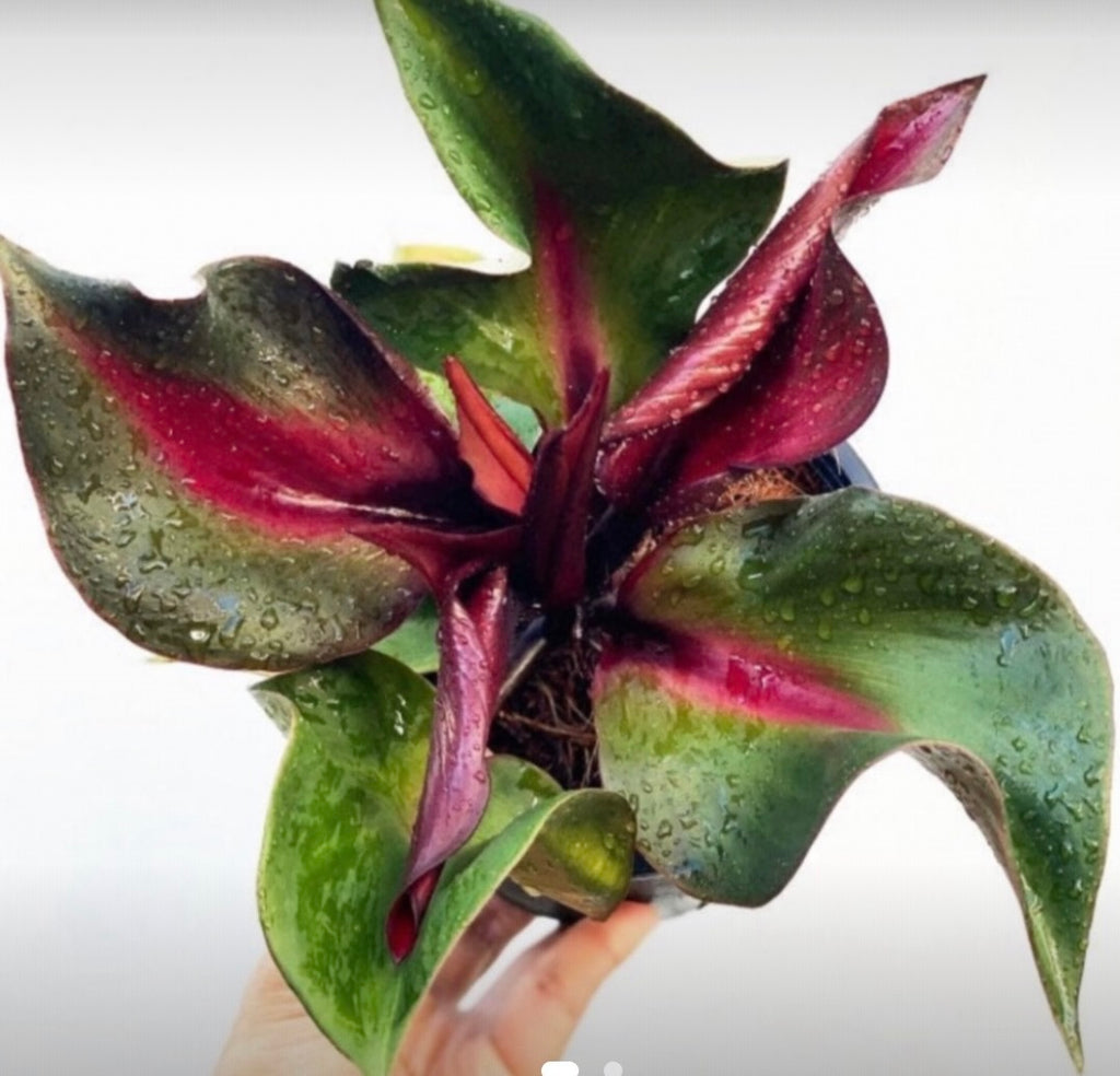 Philodendron Red Heart