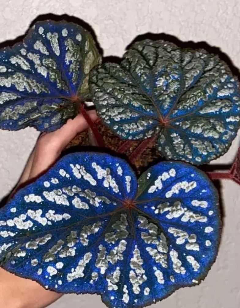 Begonia Irredescent Blue Betsy
