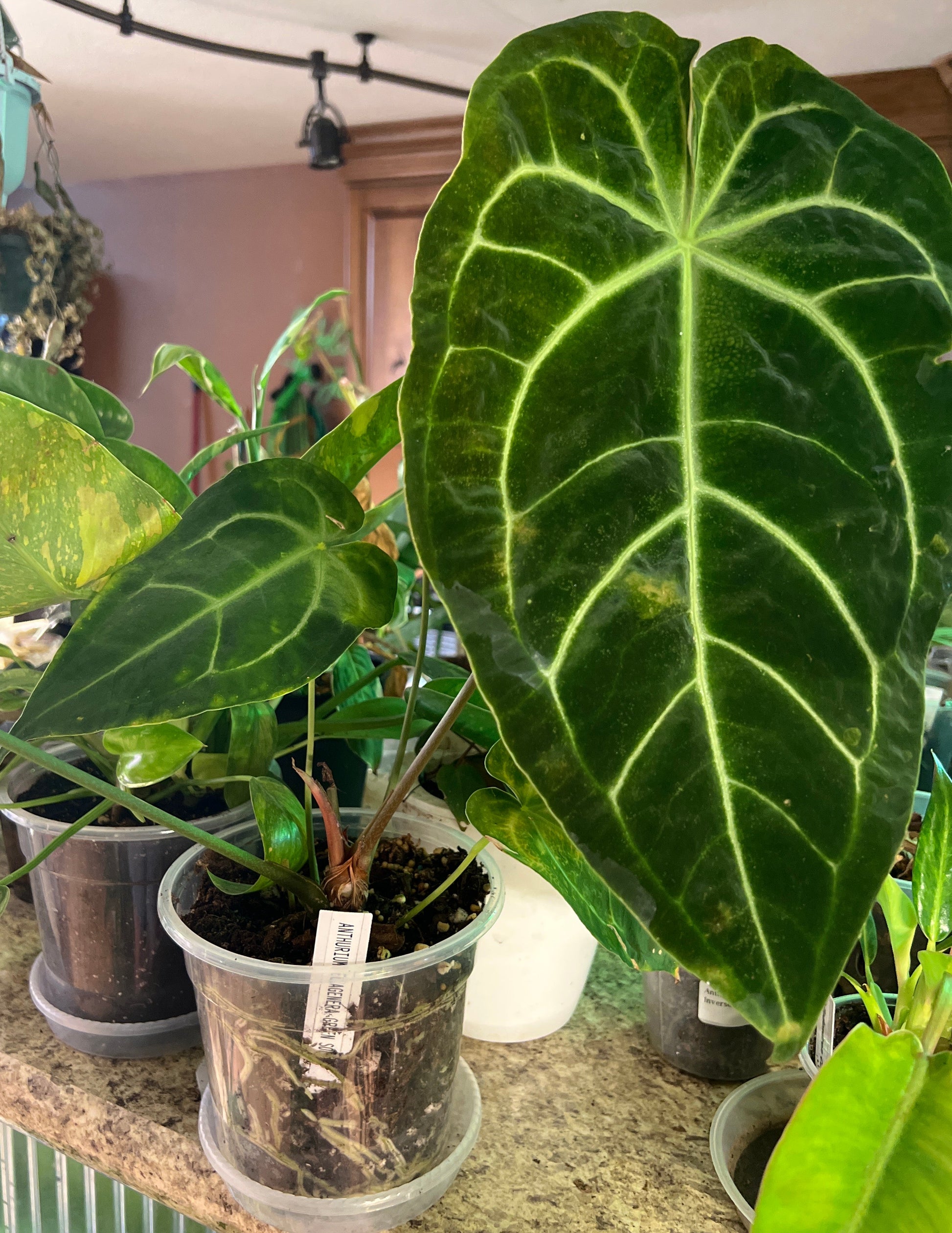 Anthurium ‘Ecuagenera Green Soul’ × Anthurium forgetii