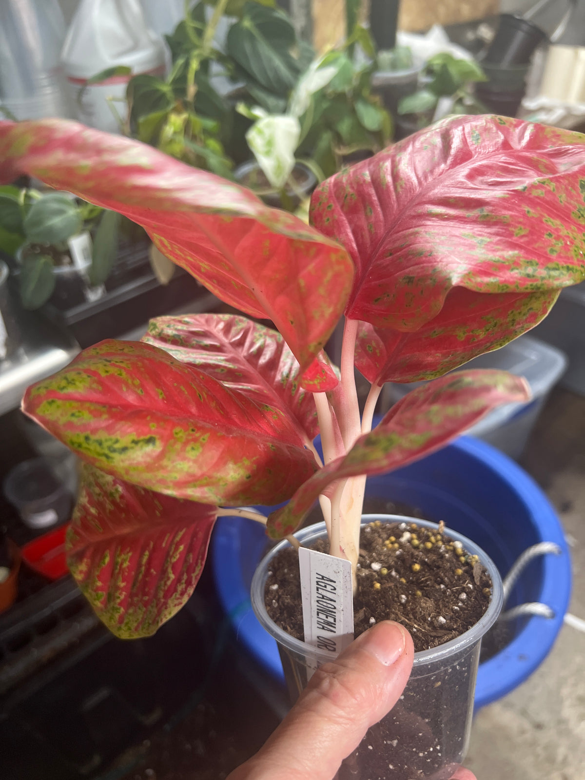 Aglaonema Orange Sombat
