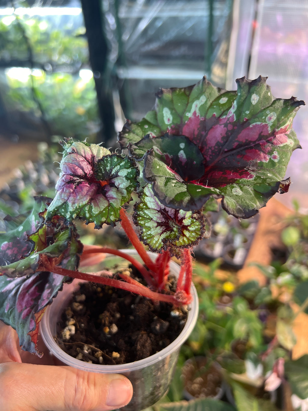Begonia Harmony's 'Jingle Bells' live plant foliage and detail view 3