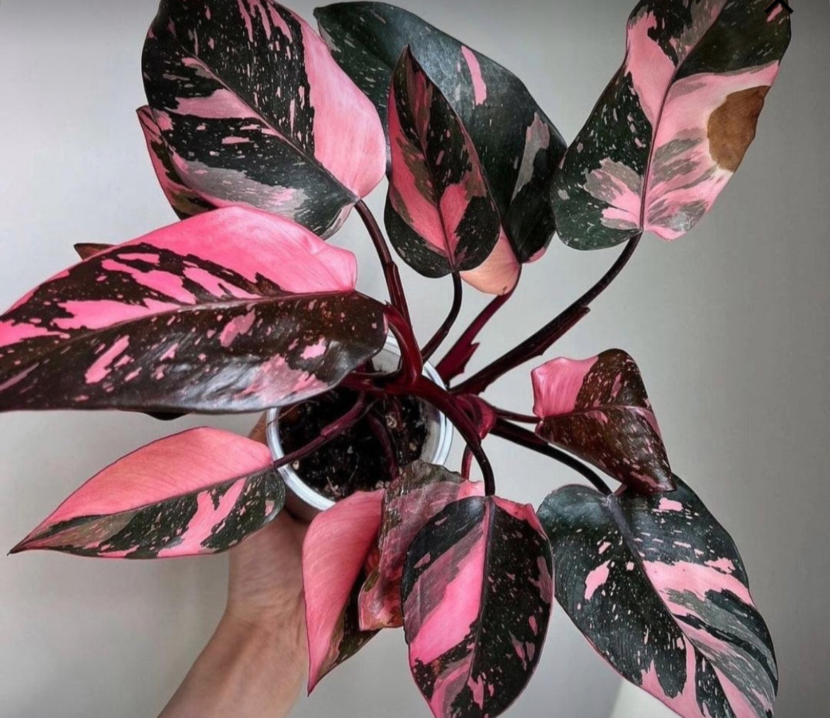 Philodendron Black Cherry Pink Princess