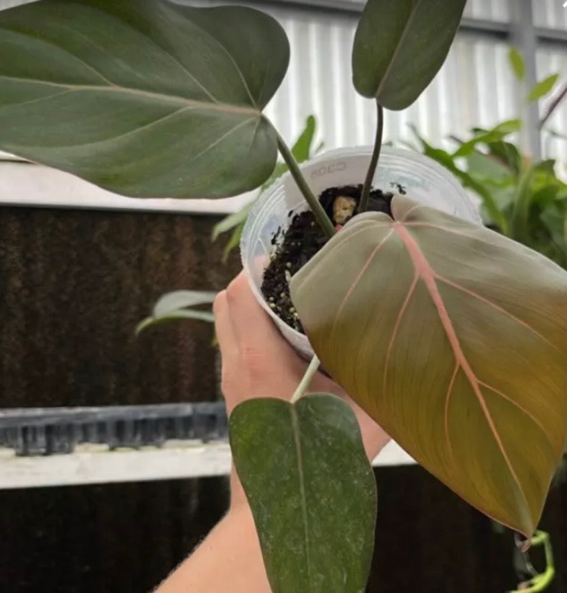 Philodendron Summer Glory