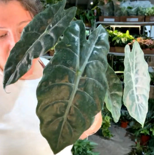Alocasia Chanterri