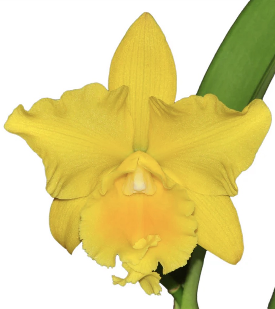 Rhyncattleanthe Hibrido (Golden Mist FCA)