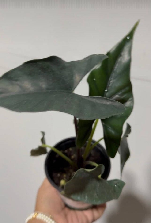 Alocasia purple cloak