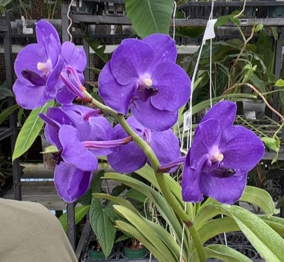 Orchid Vanda tri star blue