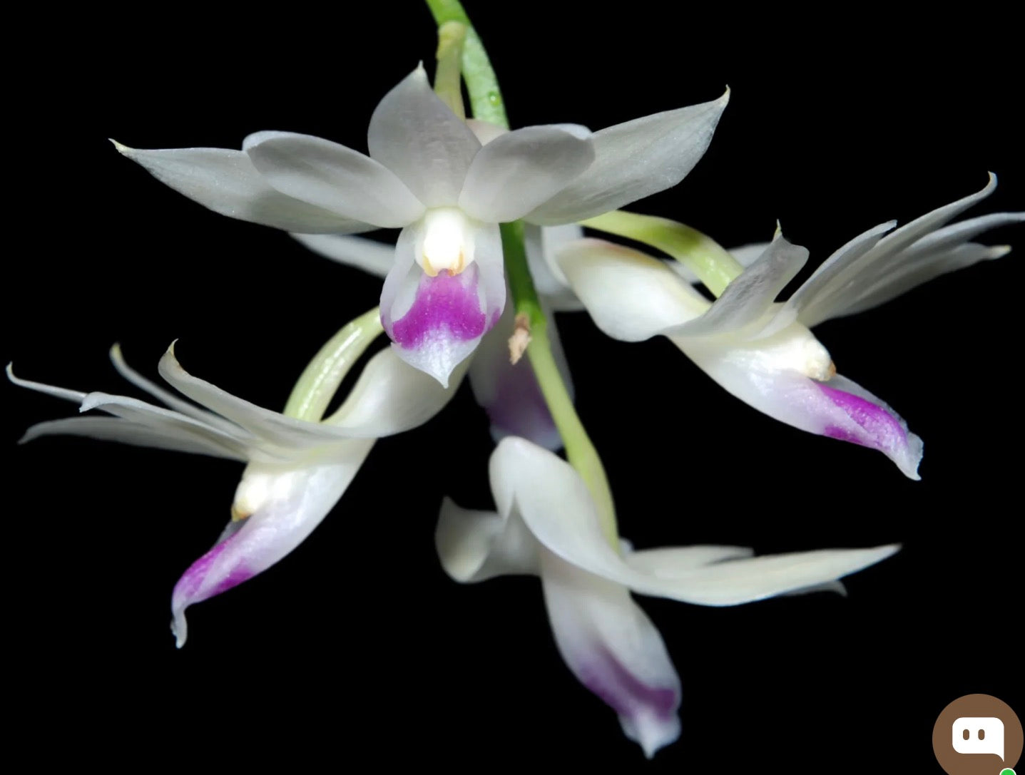 Dendrobium Amethystoglossum