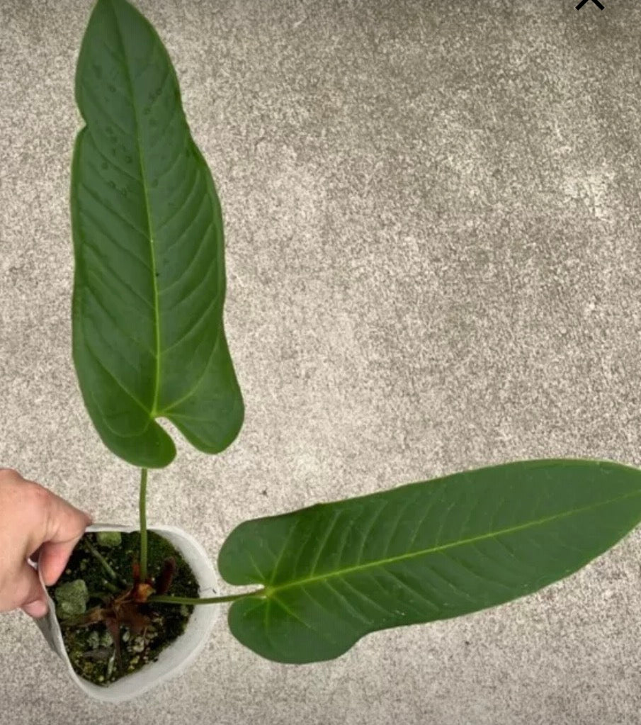 Anthurium insigne gigante