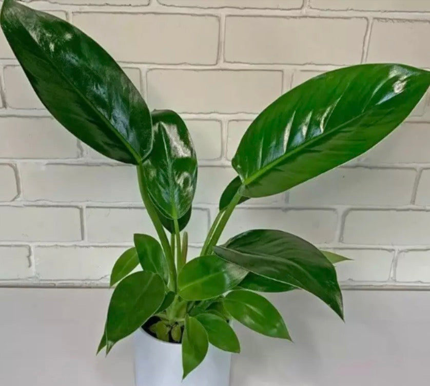 philodendron black cherry for sale Philodendron Black Cherry Pink Princess – Mulliken Nursery