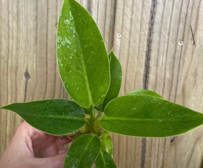Philodendron Emperial Green