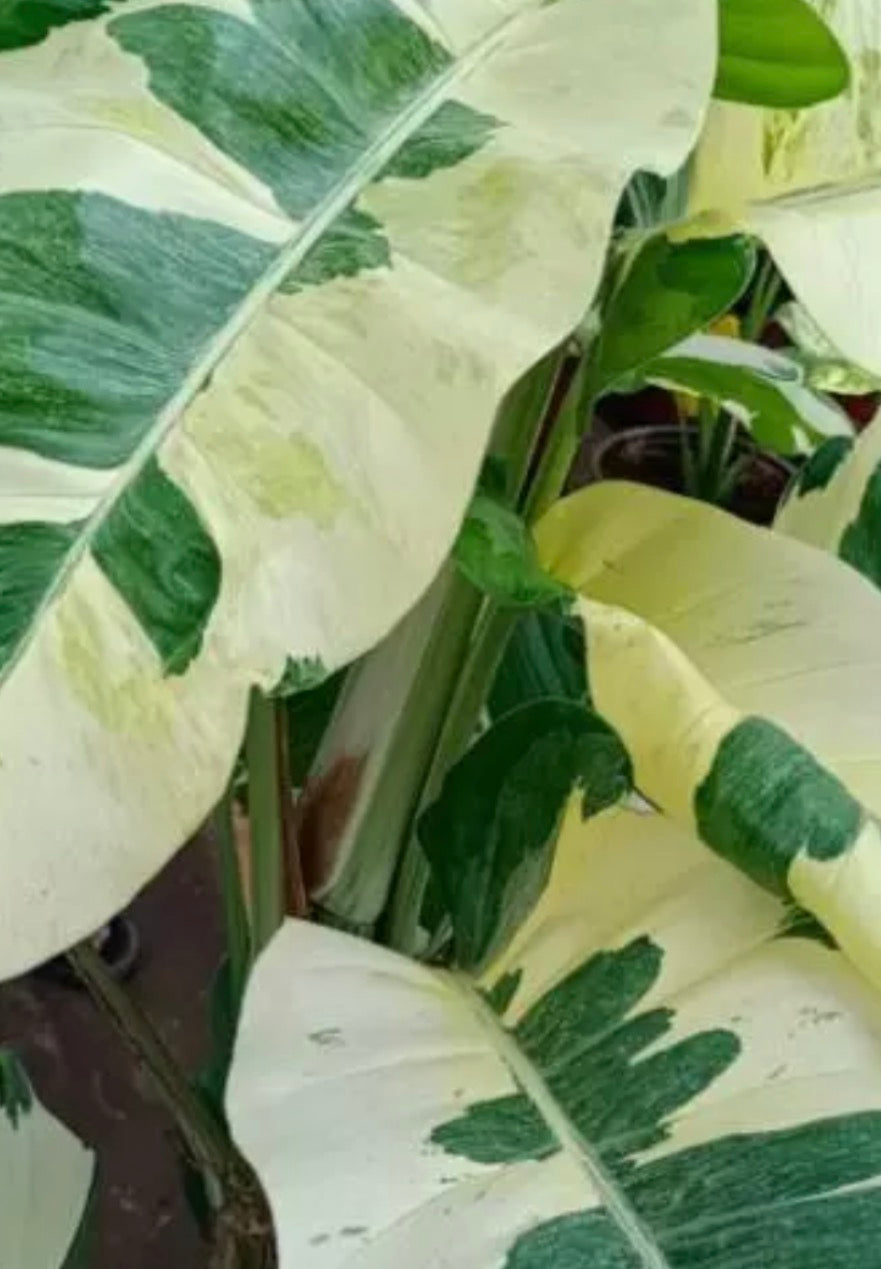 Philodendron Forest of White