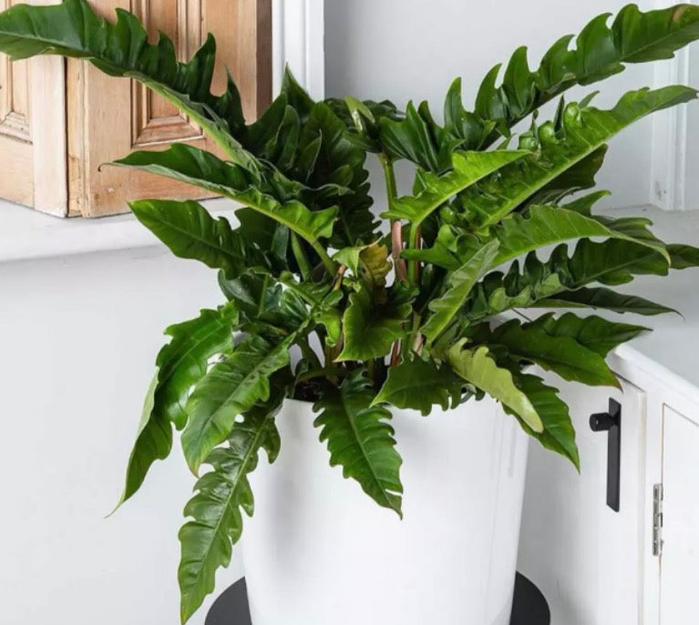 Philodendron Jungle Boogie/Tiger Tooth/Narrow