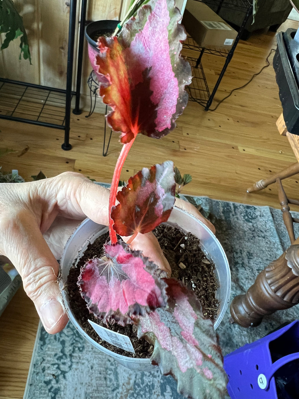 Begonia  Red Robin