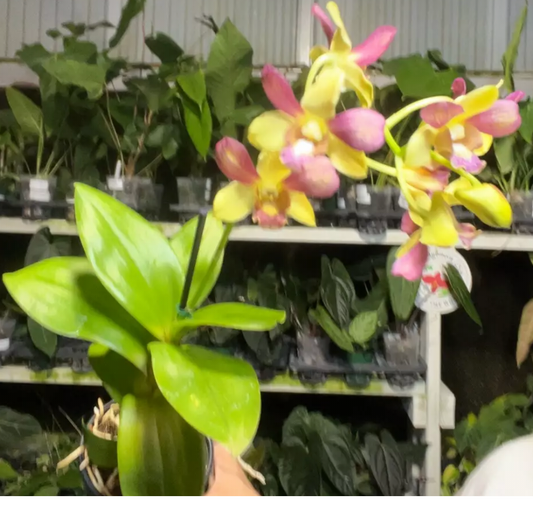Or816 Dendrobium live orchid from Mulliken Nursery