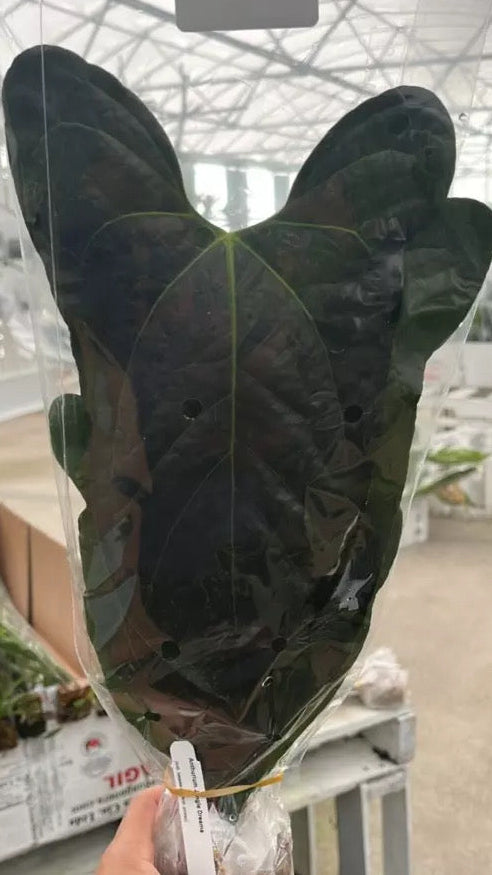 Anthurium ‘Jungle Dream’