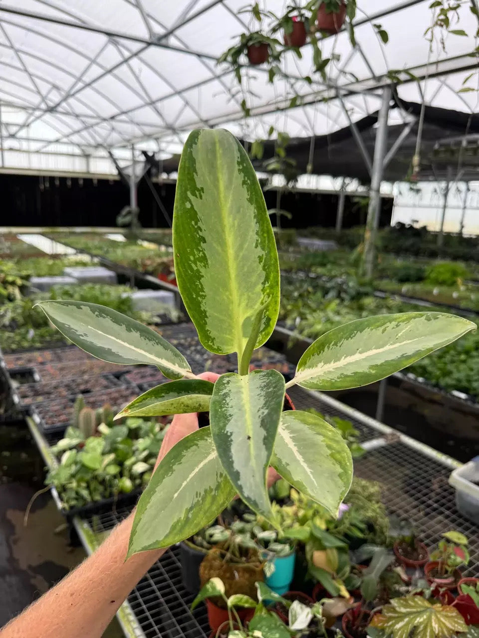 Aglaonema Green Bowl