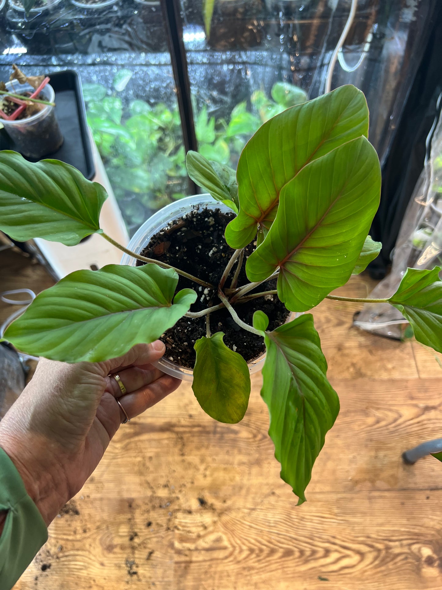 Adelonema Red Velvet