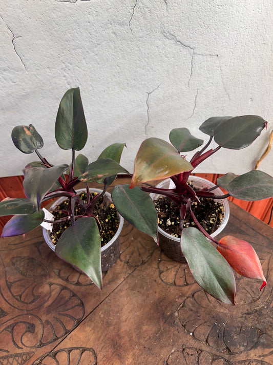 Philodendron Black Cherry Pink Princess