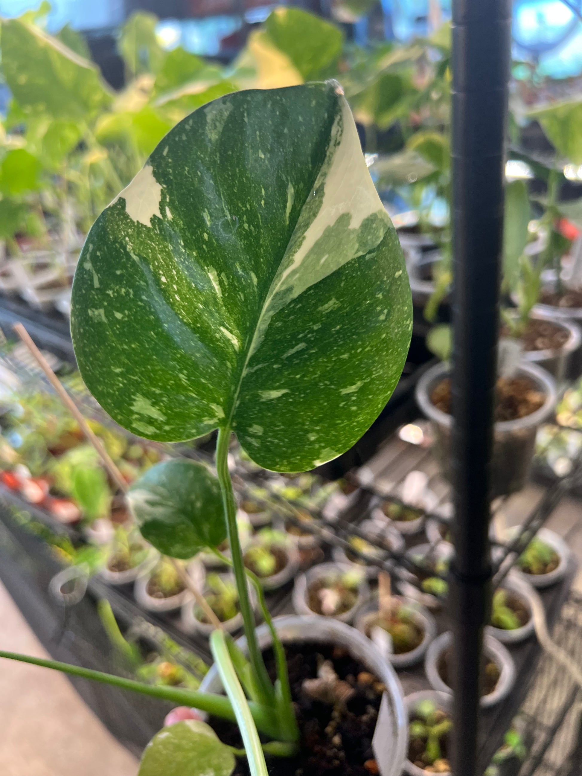 Monstera Thai Constellation 4” pot