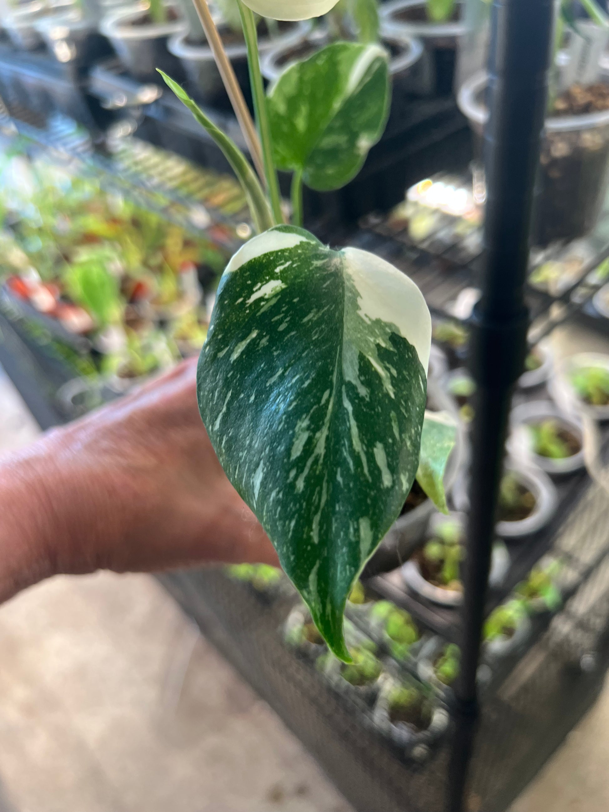 Monstera Thai Constellation 4” pot
