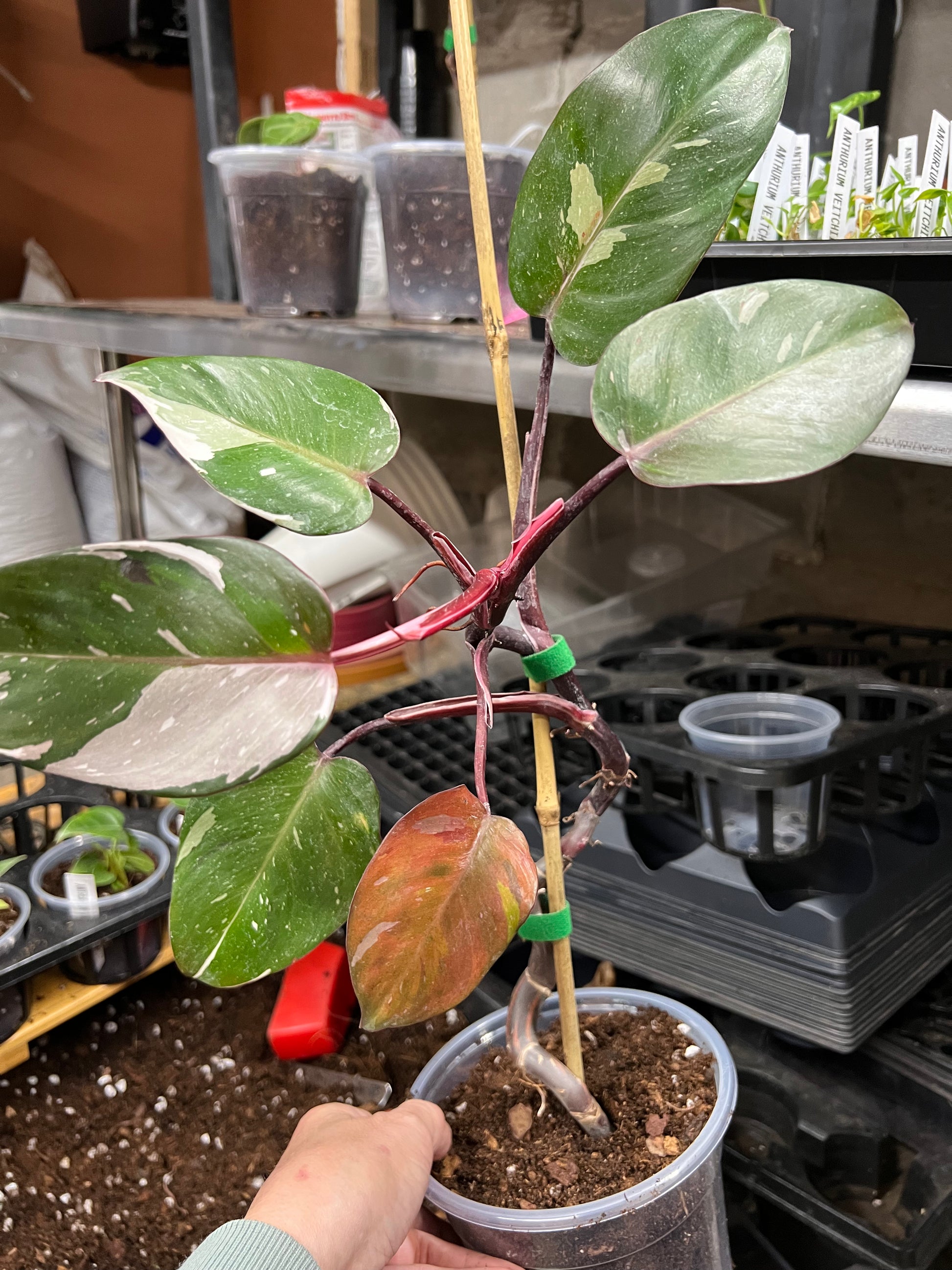 Philodendron Red Anderson