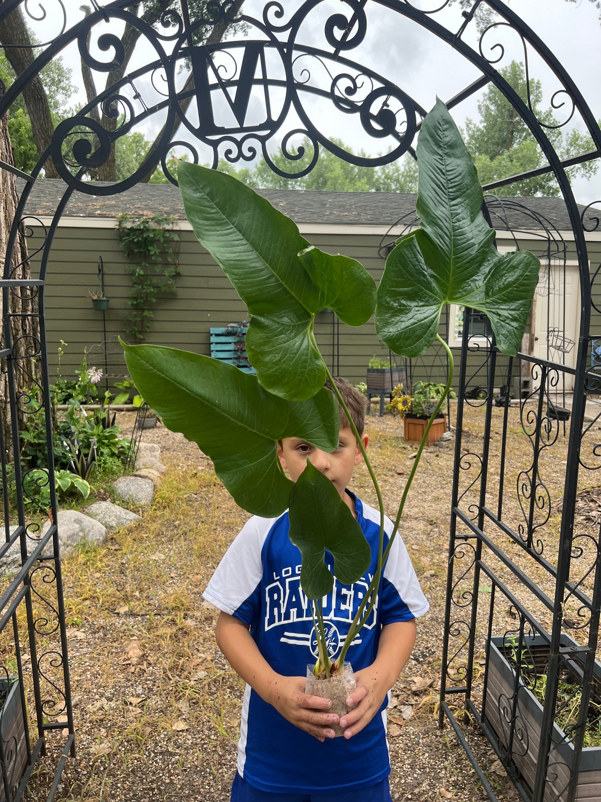 Anthurium Effusilobum