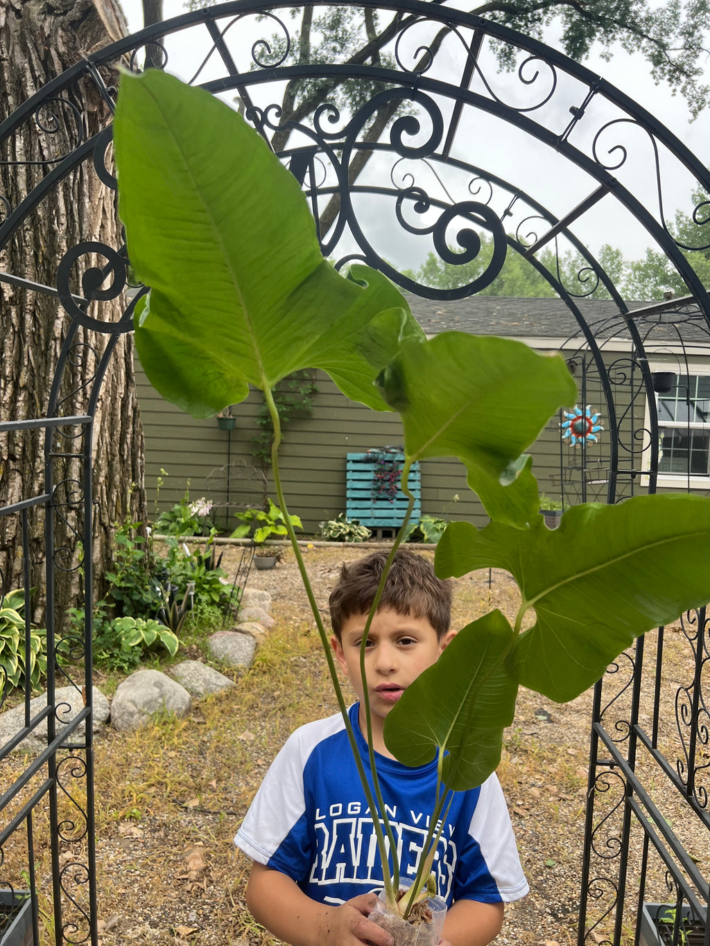 Anthurium Effusilobum