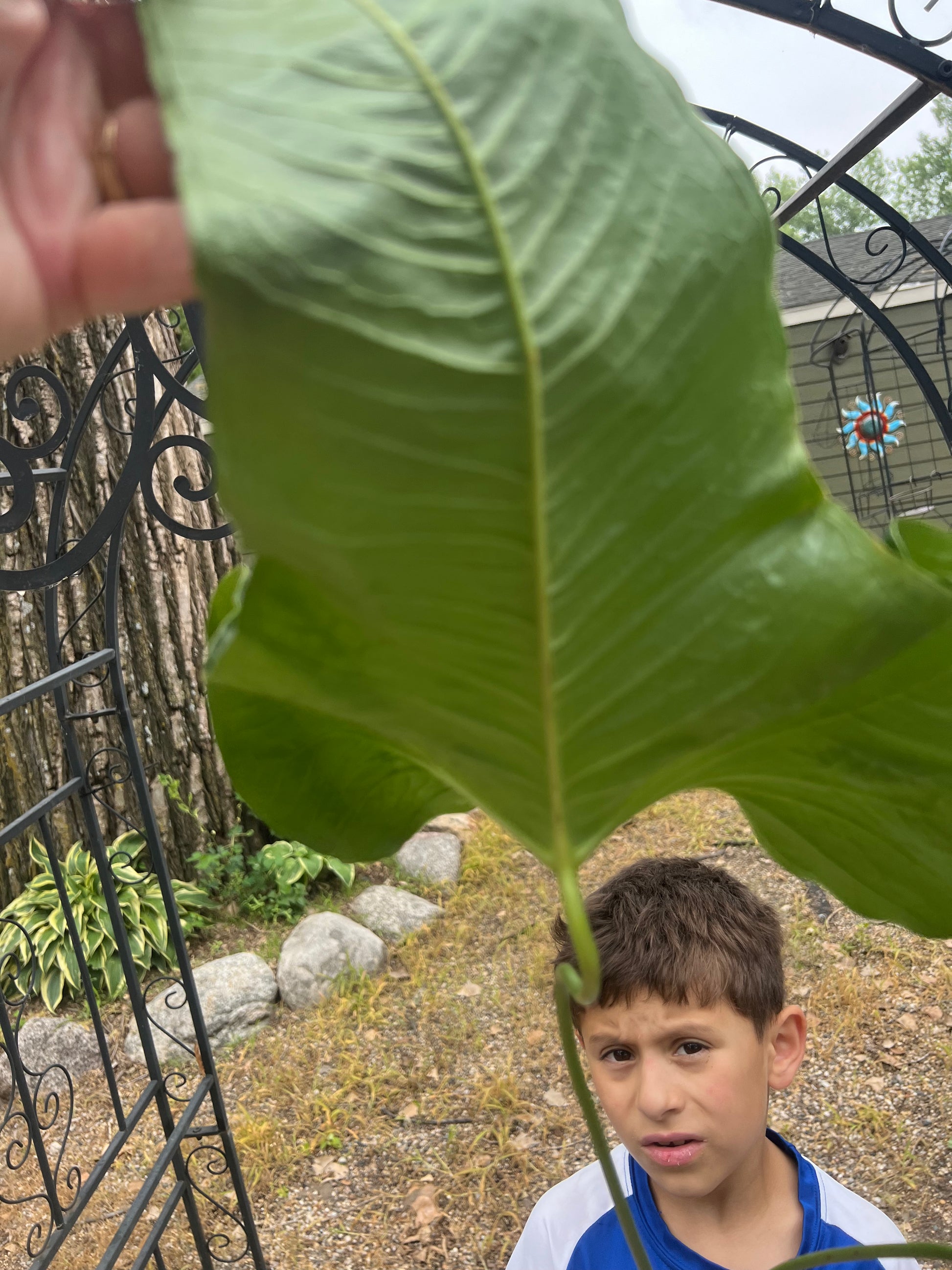 Anthurium Effusilobum