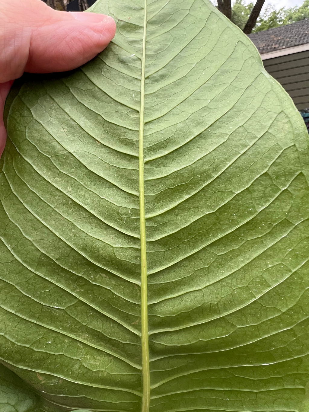 Anthurium Effusilobum