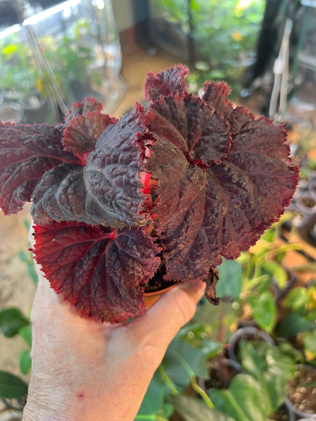 Begonia Midnight Magic live plant foliage and detail view 2