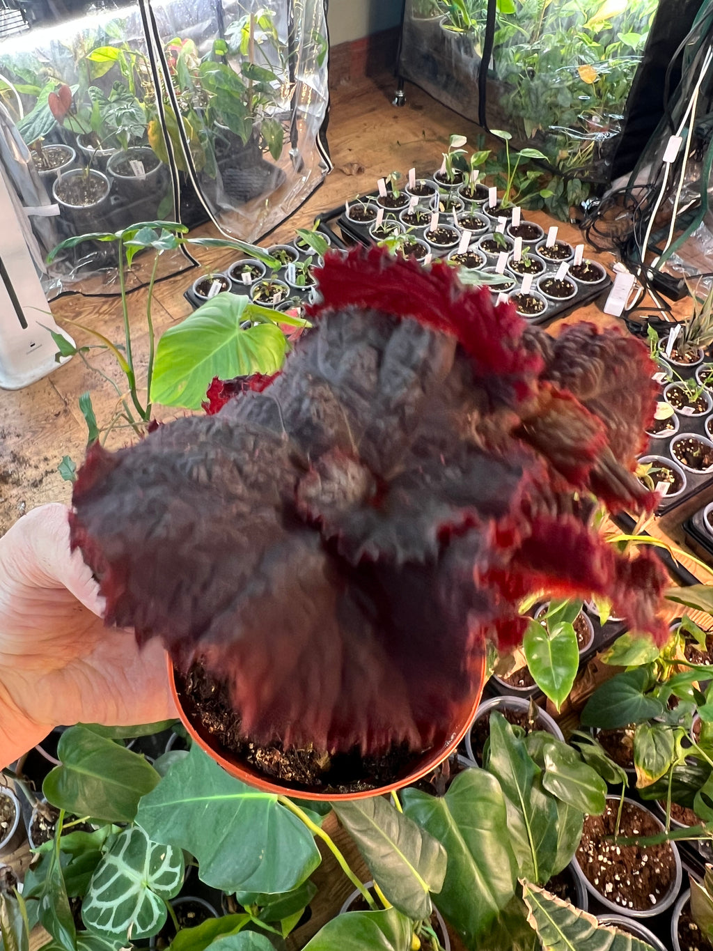 Begonia Midnight Magic live plant foliage and detail view 3